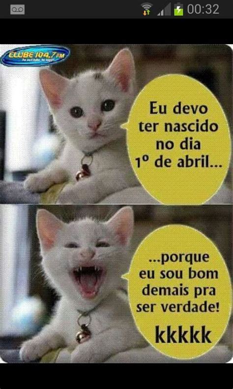 Melhores Memes De Gatos Brancos Memes Engra Ados