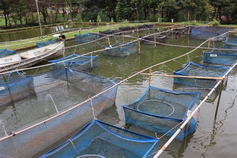 Aquicultura Nas Guas Da Uni O Cresce Instituto De Pesca