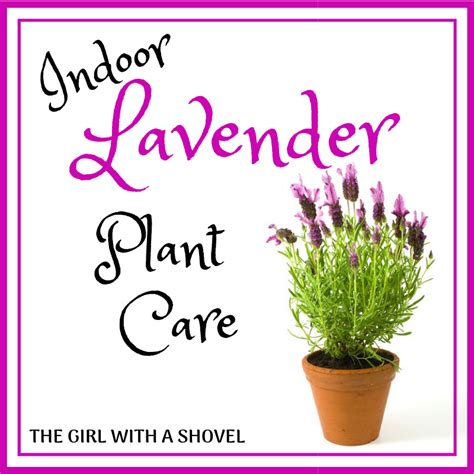 Indoor Lavender Plant Care - The Girl with a Shovel