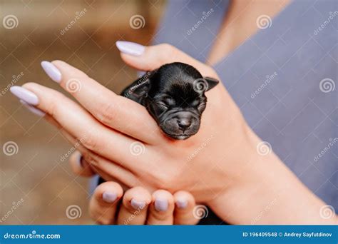 Brown Tiny Newborn Chihuahua Puppy In Hands Stock Photo Image Of Baby