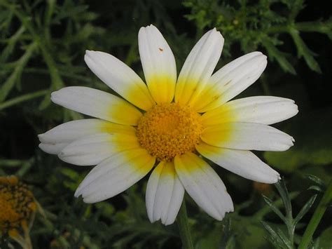 Zweifarbige Kronen Wucherblume In Lajares Fuerteventura Flickr