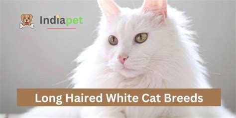 Long Haired White Cat Breeds 2023 India Pet