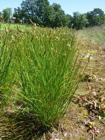 Pointed Broom Sedge Native Oregon Grass Rain Garden Native Plants