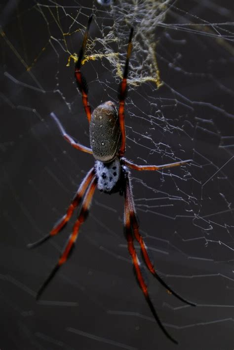 Australian Golden Orbweaver From Kalbarri National Park WA 6536