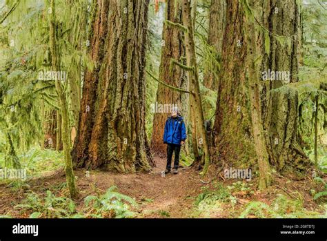 Old Growth Rainforest Cathedral Grove Macmillan Provincial Park