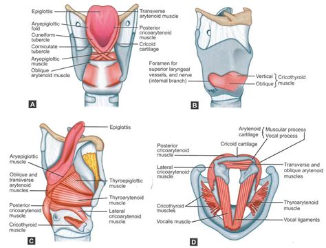 Arytenoid Cartilage Muscular Process