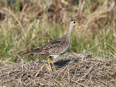 Upland Sandpiper - Bartramia longicauda | Wildlife Journal Junior