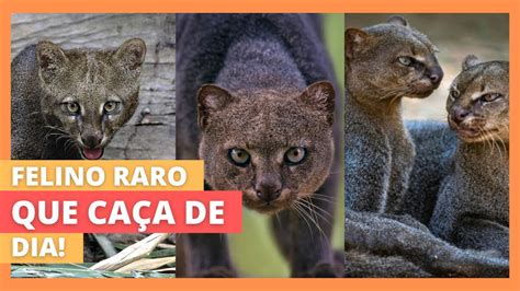 Jaguarundi Gato Mourisco animal brasileiro ameaçado de extinção