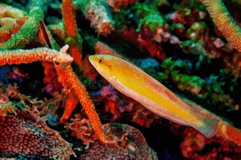 Digitally Created Watercolor Painting Of A Juvenile Bluehead Wrasse In