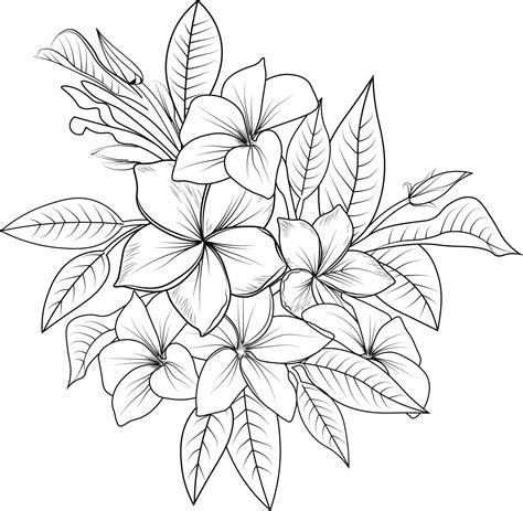 Frangipani Flower Vector Art Tropical Flower Vector Illustration Hand