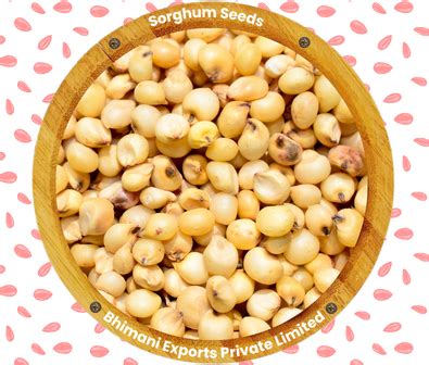 Sorghum Seeds Supplier And Exporter From India