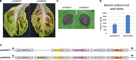 Frontiers Engineering Betalain Biosynthesis In Tomato For High Level