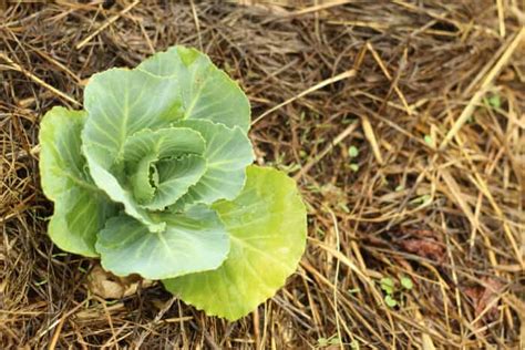 Natural Weed Control for Your Garden • The Prairie Homestead