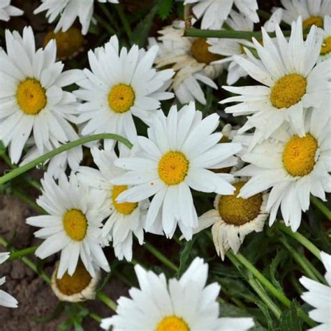 Shasta Daisy Care How To Grow Leucanthemum Maximum