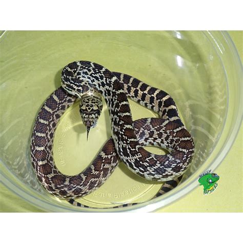 Pure Kankakee Bull Snake – cb baby – Strictly Reptiles Inc.