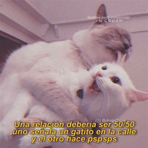 Gatitos Con Frases De Amor