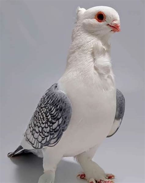 Clayhaven Farms Racing Pigeons Pure Paul Sions Pure Hansennes