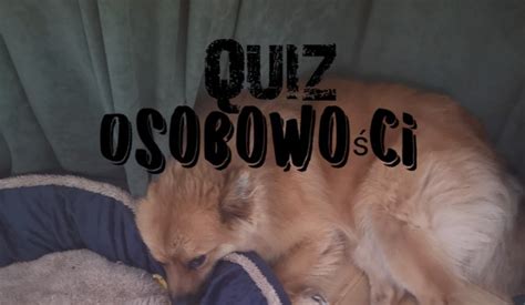 Quiz osobowości sameQuizy