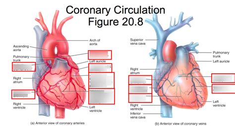 A P 2 Coronary Circulation Diagram Quizlet