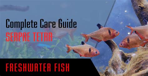 Serpae Tetra Complete Care Guide Setup Fish Tank