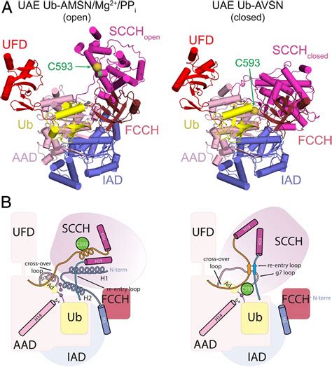 Structural Basis For Adenylation And Thioester Bond Formation In The