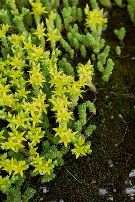 Sedum Acre Care - #1 Best Goldmoss Guide