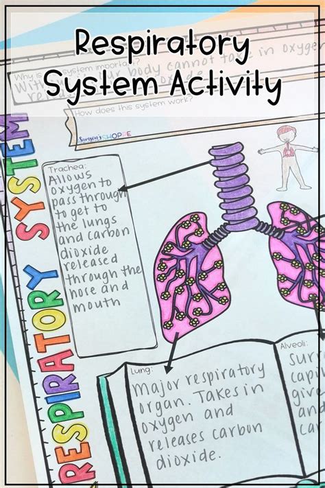 Respiratory System Activity Graphic Organizers Respiratory System