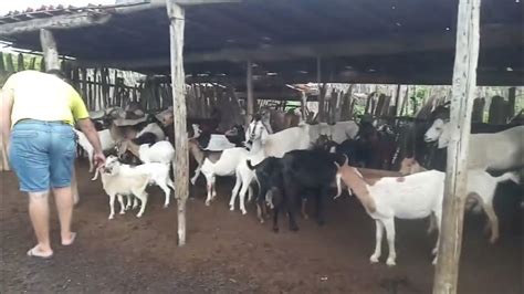 Coletivo De Cabras E Bodes - Criação de Cabras Bodes e ovelhas em Limoeiro do Norte Ceará - YouTube