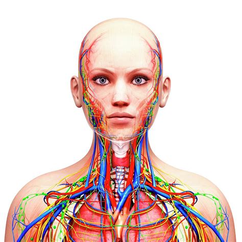 Female Anatomy Photograph By Pixologicstudioscience Photo Library