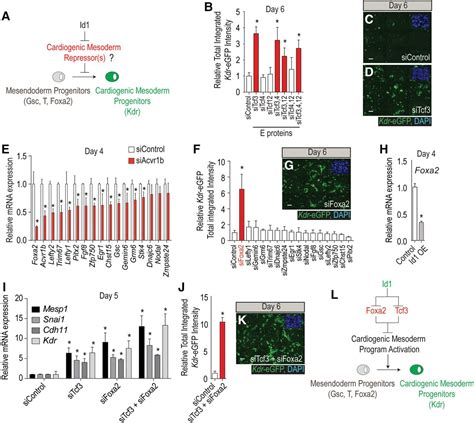 Id Genes Are Essential For Early Heart Formation