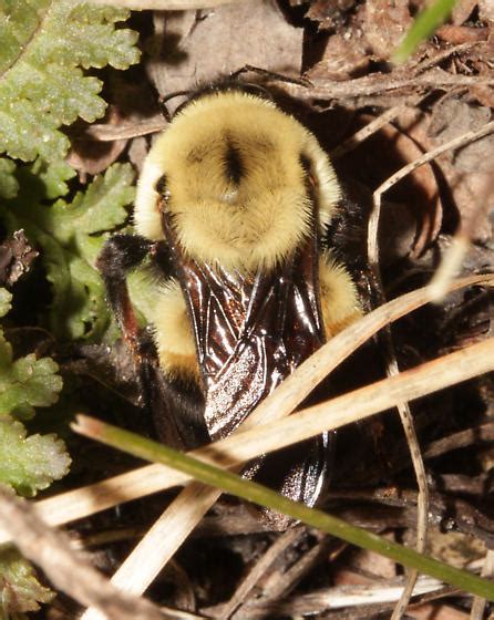 Brown Belted Bumble Bee Bombus Griseocollis Bugguidenet