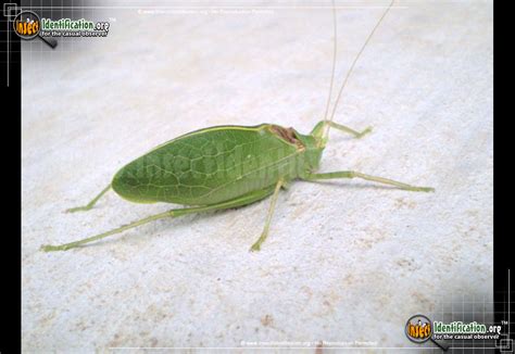 Katydid