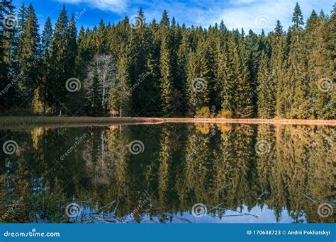 Reflections On The Coniferous Forest And Blue Sky With White Clouds In