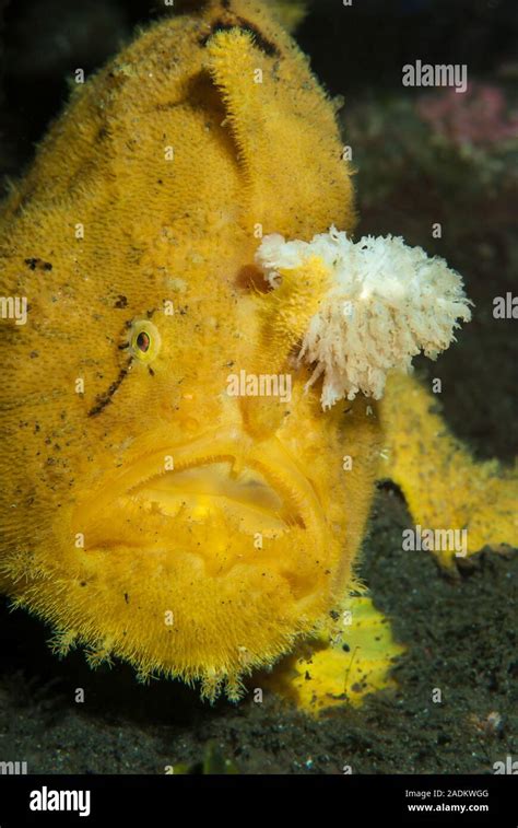 Hispid Frogfish Antennarius Hispidus Stock Photo Alamy