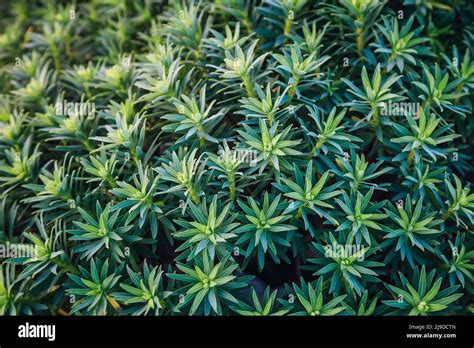 Symmetrical Green Leaf Background Hi Res Stock Photography And Images