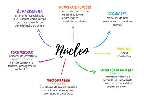 Núcleo celular mapa conceptual Esquemas y mapas conceptuales de