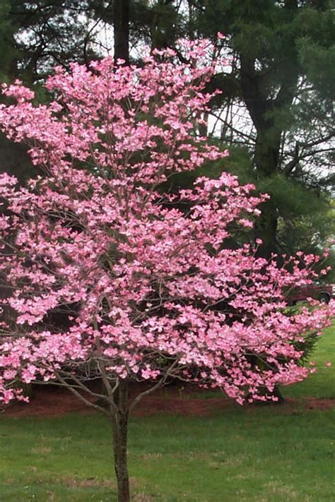 Buy Stellar Pink Hybrid Dogwood Free Shipping 5 Gallon Pot