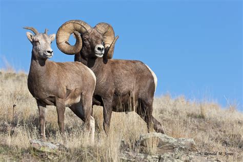 Bighorn Sheep Wild Sheep Big Horn Sheep Animals Wild Animals With