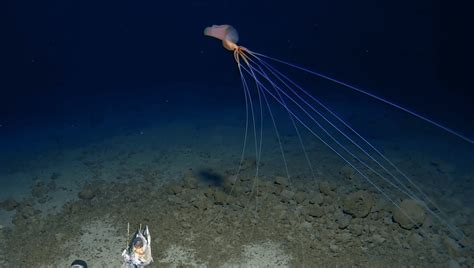 Incredibly Rare Footage Of Bigfin Squid 3 300 Meters Deep In The