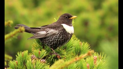 Kos Horsk Ring Ouzel Ringdrossel Beflijster Drozd Obro Ny Merle