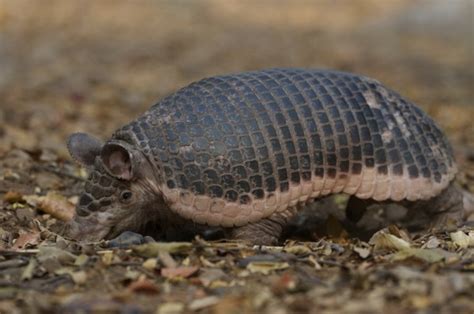 Fatos sobre o Tatu de Rabo Mole da Centroamérica Cabassous centralis