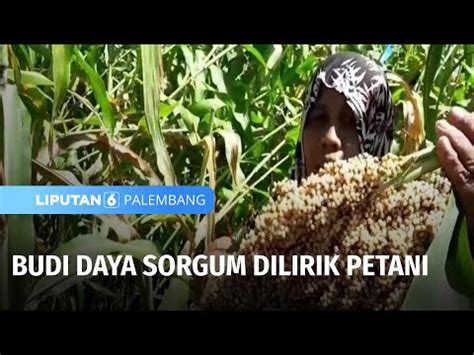 Budi Daya Sorgum Dilirik Petani Liputan 6 Palembang YouTube