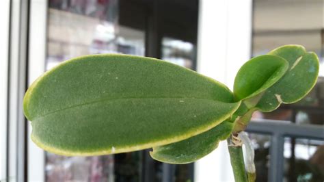 Очень странный Фаленопсис 🤔 - YouTube