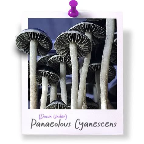 Panaeolus Cyanescens Mushroom Spore Syringe Rare Genetics