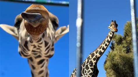 Una familia de jirafas recibirá en su nuevo hogar a Benito la jirafa