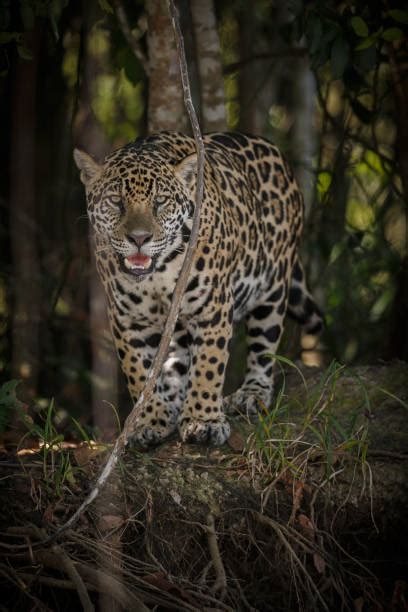 Best Jaguar Tropical Rainforest Carnivore Animal Stock Photos Pictures