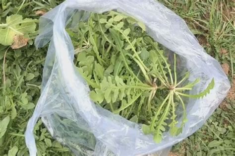 大妈连吃7天野菜后发生晕厥 医生提醒不要自行挖野菜食用 科技与健康 Cnbetacom