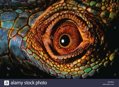 Download This Stock Image Close Up Of Reptiles Eye Decbgj From Alamy S Library Of Millions Of