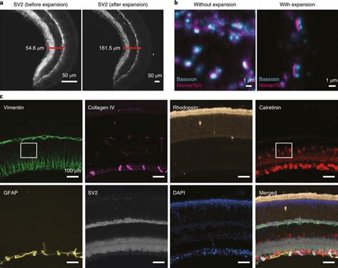 Multiplexed Super Resolution Imaging Using Expansion Saber A