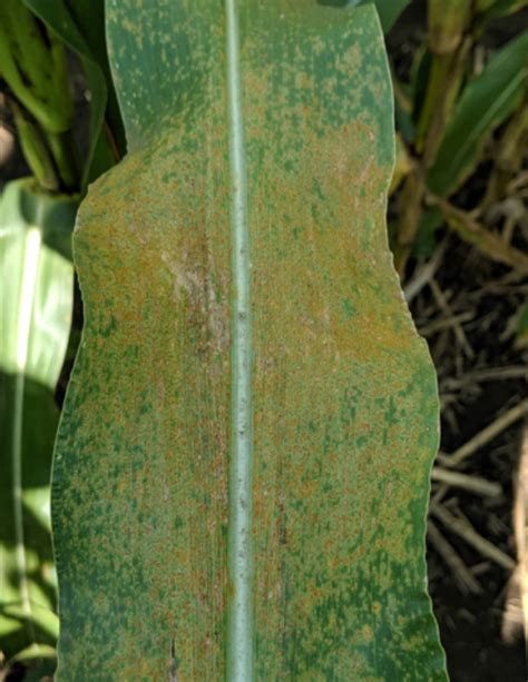 Southern Rust Developing Late In Corn